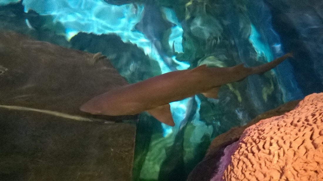 Best places to stay and play in the Smokies #ad Ripley's Aquarium