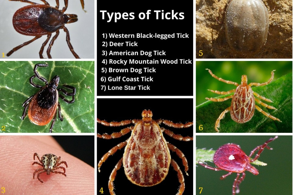 Types of Ticks and how to repel them